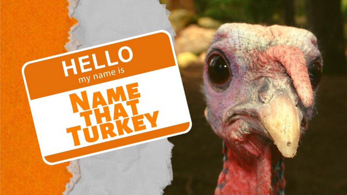 Name That Turkey image number null
